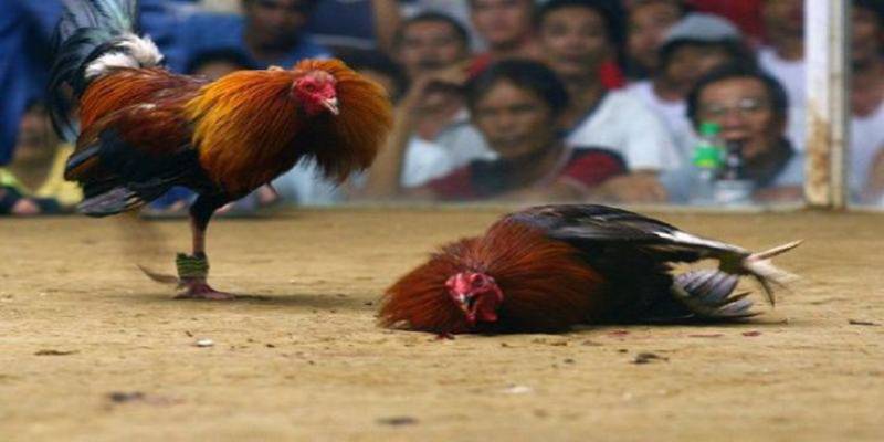 Dành thời gian quan sát trận đấu để đưa ra lựa chọn phù hợp