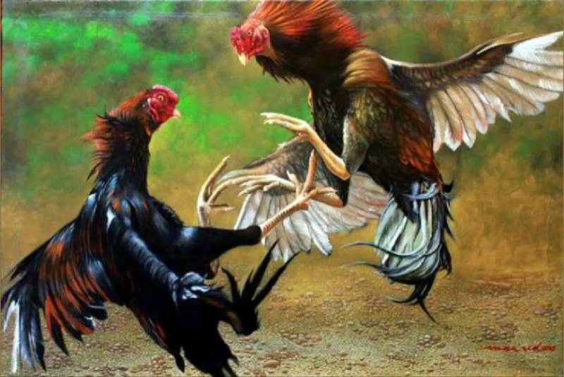 Những tính năng nổi bật trong sảnh game đá gà thomo