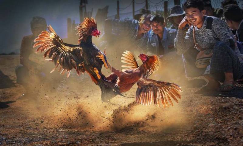 Trực tiếp đá gà thomo tại nohu-thanrongvip mang đến trải nghiệm tuyệt vời